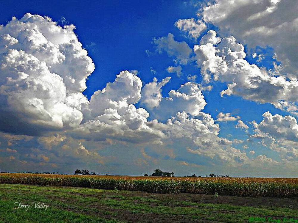 CLOUDS &amp; CORNFIELD - TERRY w. credits
