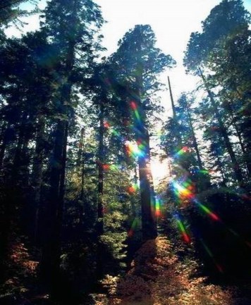 DIVINE WOODCUTTERS PHOTO